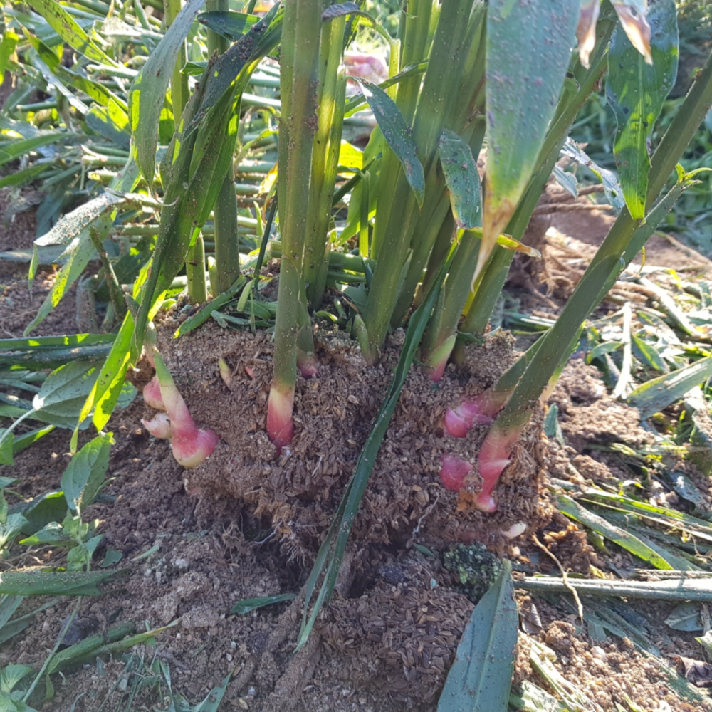 생강이다르다! 손질(깐) 생강 1kg