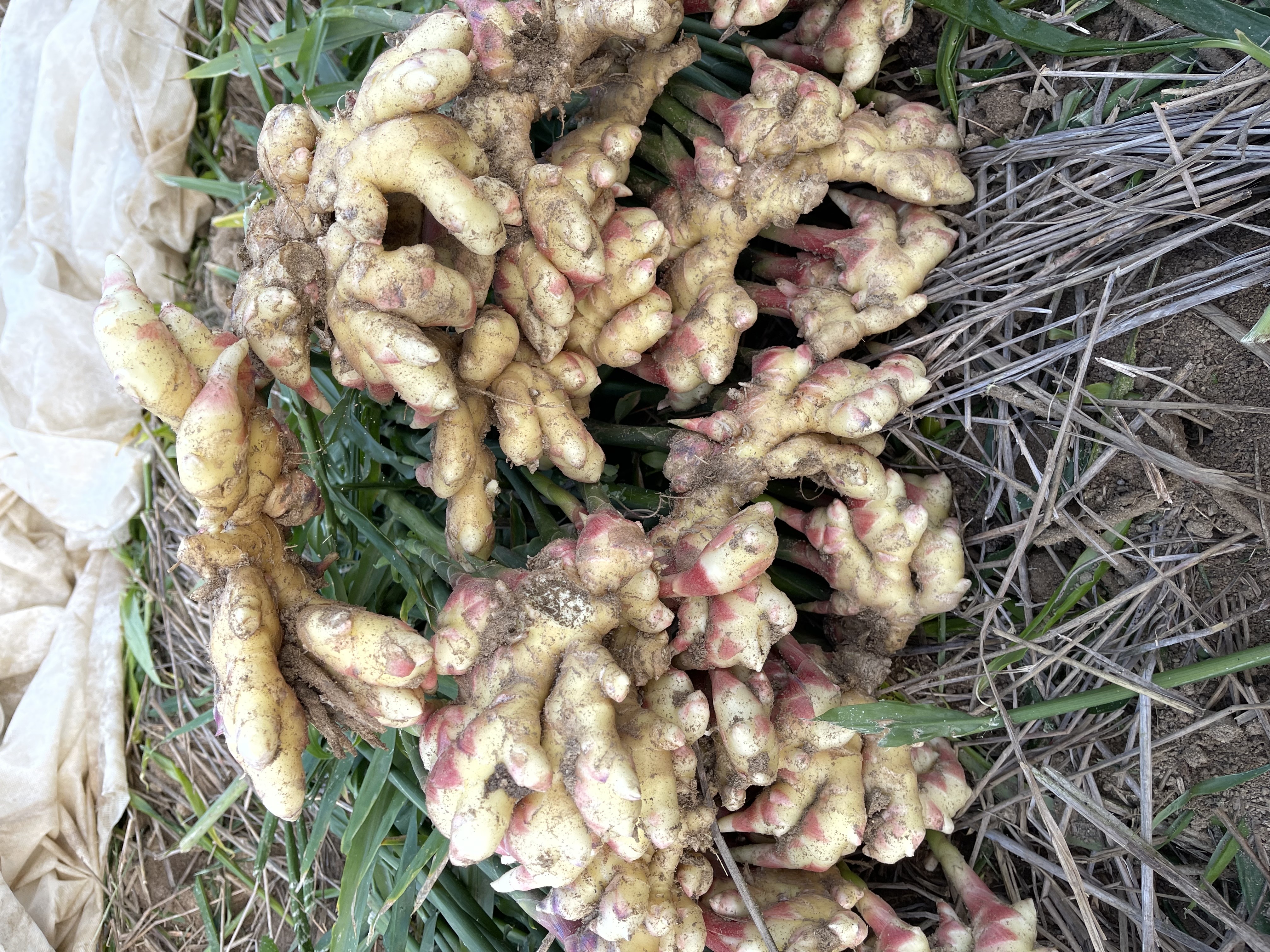 생강이다르다! 안동 흙생강 2kg(특)