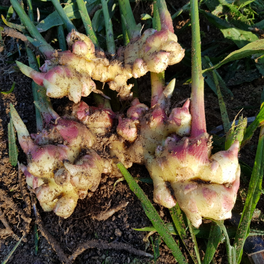 생강이다르다! 물로 세척한 생강 2kg(특)