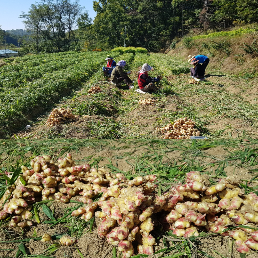 생강이다르다! 물로 세척한 생강 2kg(특)